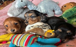 Dachshund dogs for sale: KC reg PRA clear gorgeous puppies - Image 2