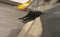 British Shorthair cats for sale: Full black cat  - Image 2
