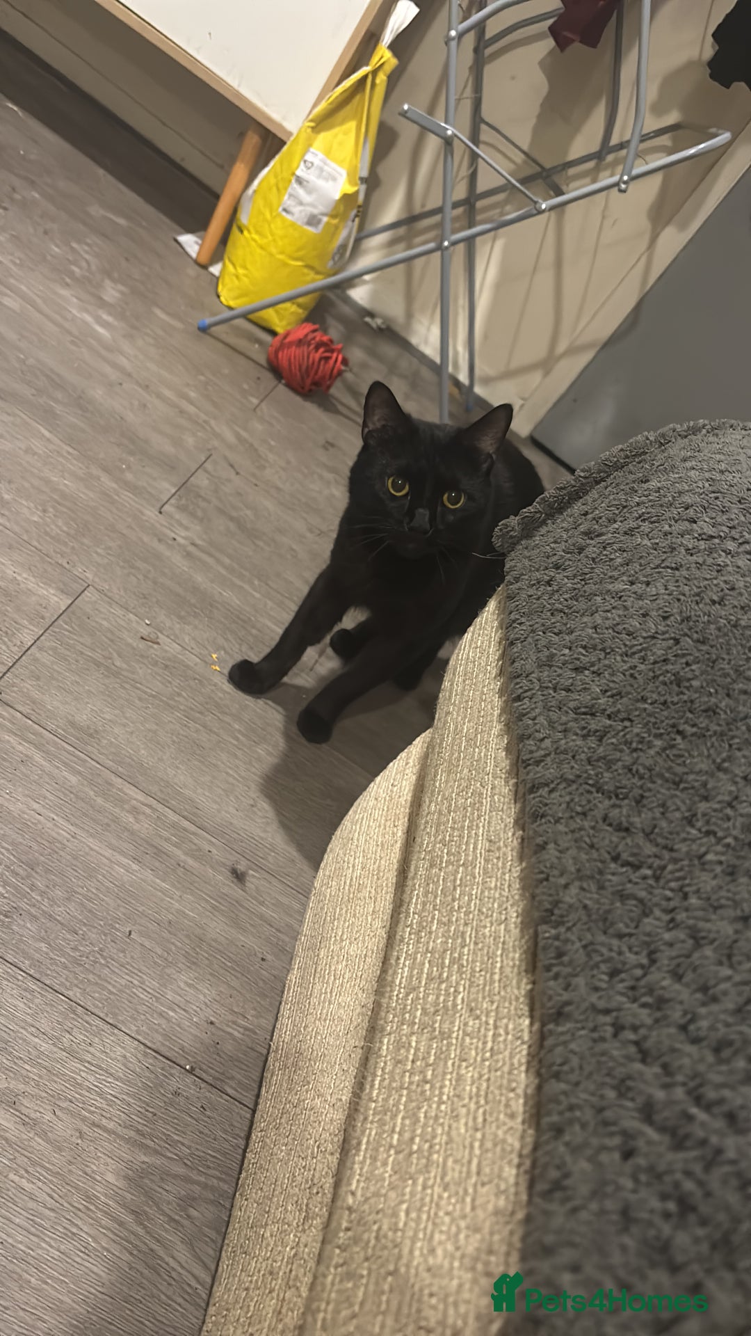 British Shorthair cats for sale: Full black cat  - Image 2