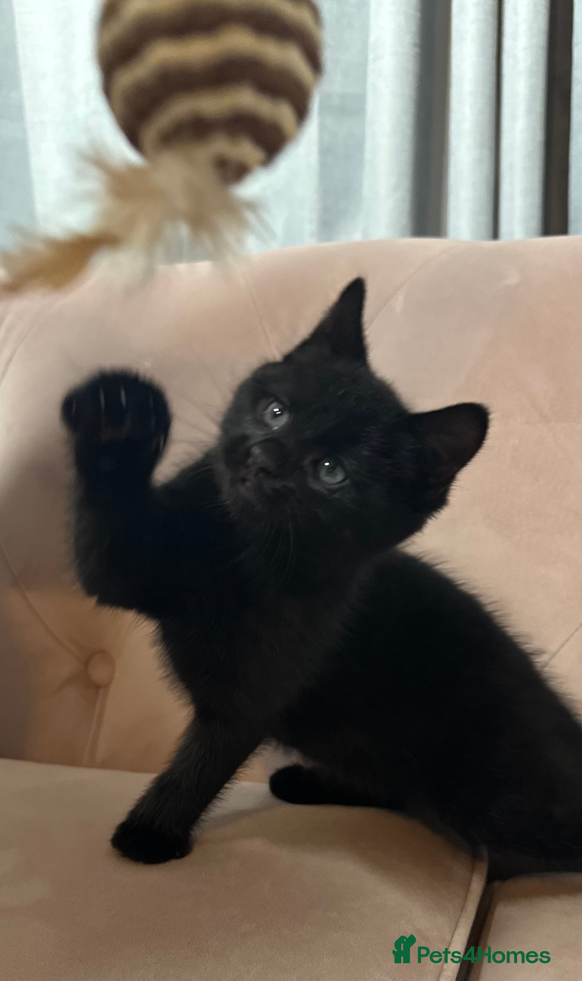 Mixed Breed cats Mixed breed kitten, one boy left  - Advert 1