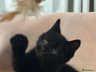 Mixed Breed cats Mixed breed kitten, one boy left - Advert 11