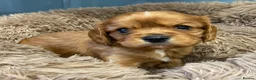 Cavalier King Charles Spaniel dogs for sale: 🐶 KC reg extensively health tested Cavalier 🐶  - Advert 14