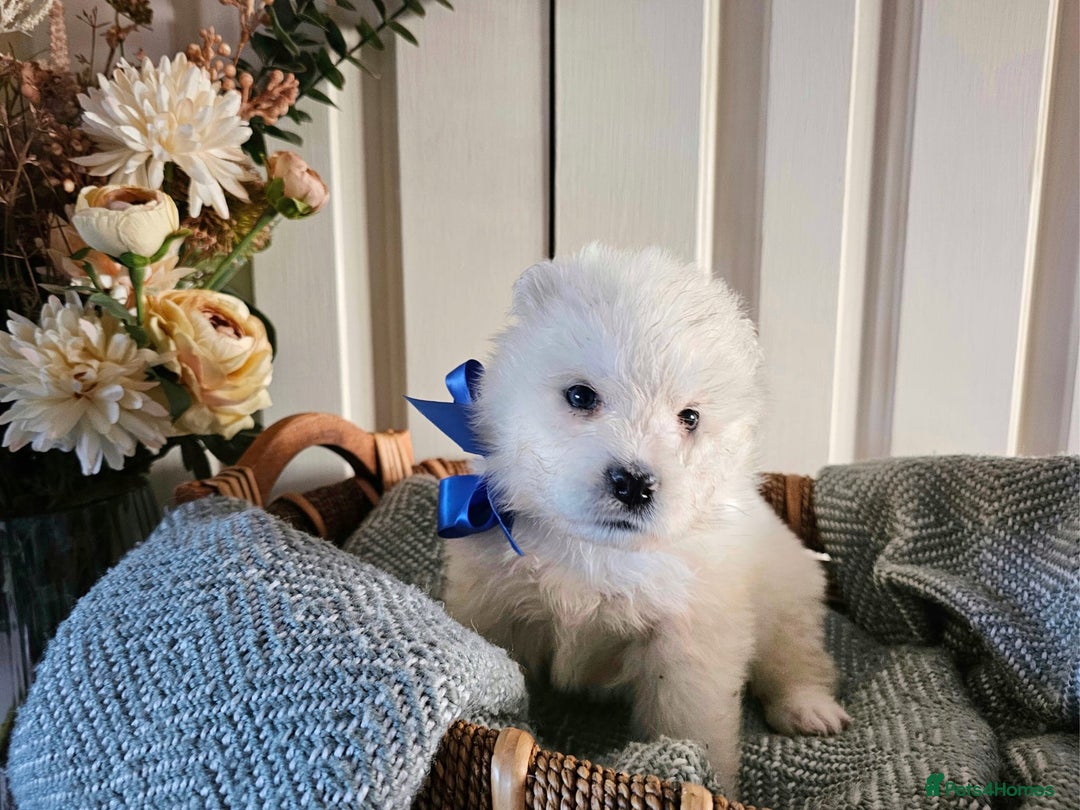 Samoyed dogs for sale: Outstanding Litter of Pedigree Samoyeds - Advert 3