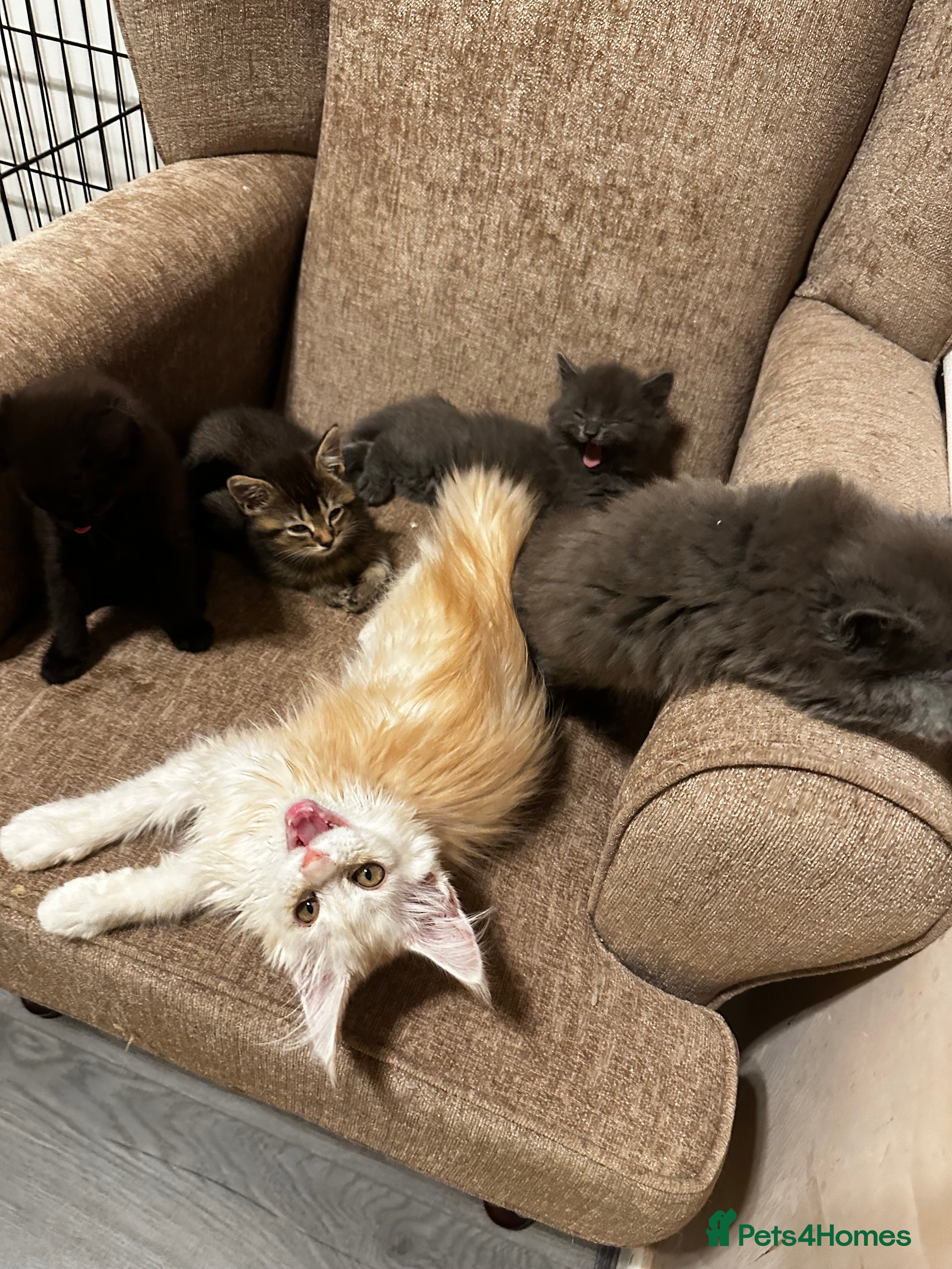 Maine Coon cats Smoky Maincoon female kitten  - Advert 2