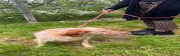English Setter dogs for adoption: TIna  in Tonypandy - Advert 9