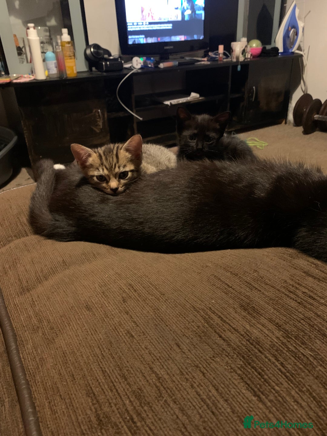 Mixed Breed cats for sale: Kittens  - Image 4
