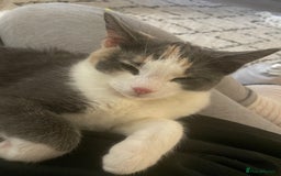 Domestic Shorthair cats for sale: Winnie - Image 7