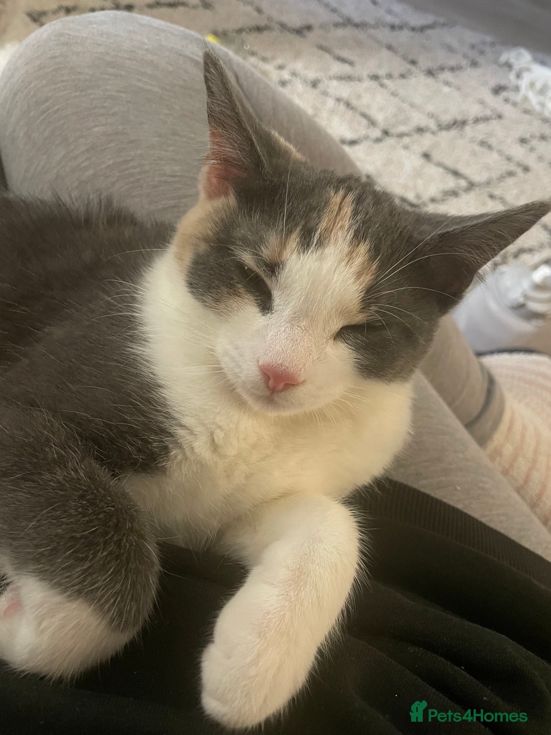 Domestic Shorthair cats for sale: Winnie - Image 7