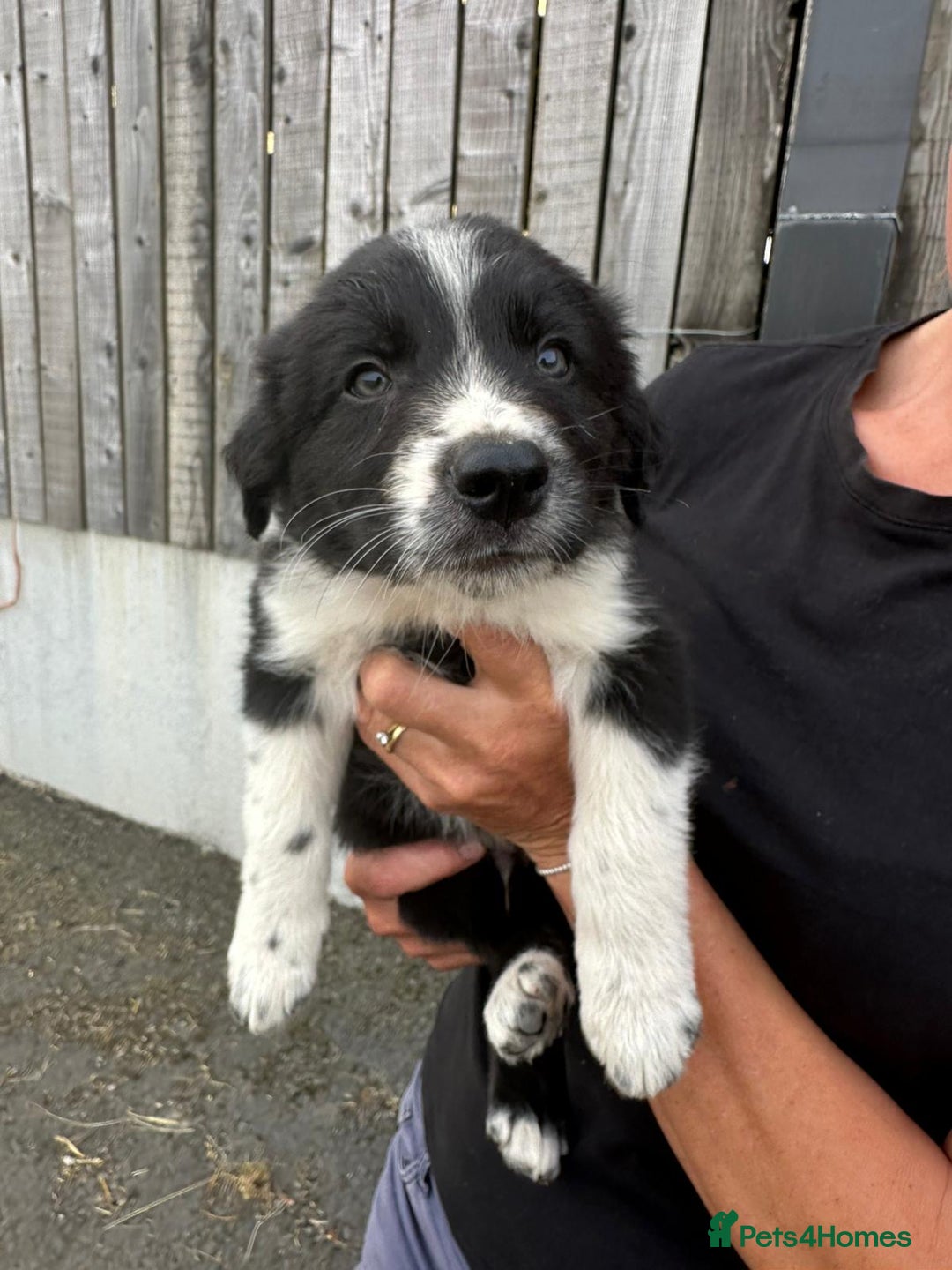 Welsh Collie dogs for sale: Beautiful Welsh Collie Puppies FOR SALE - Image 14