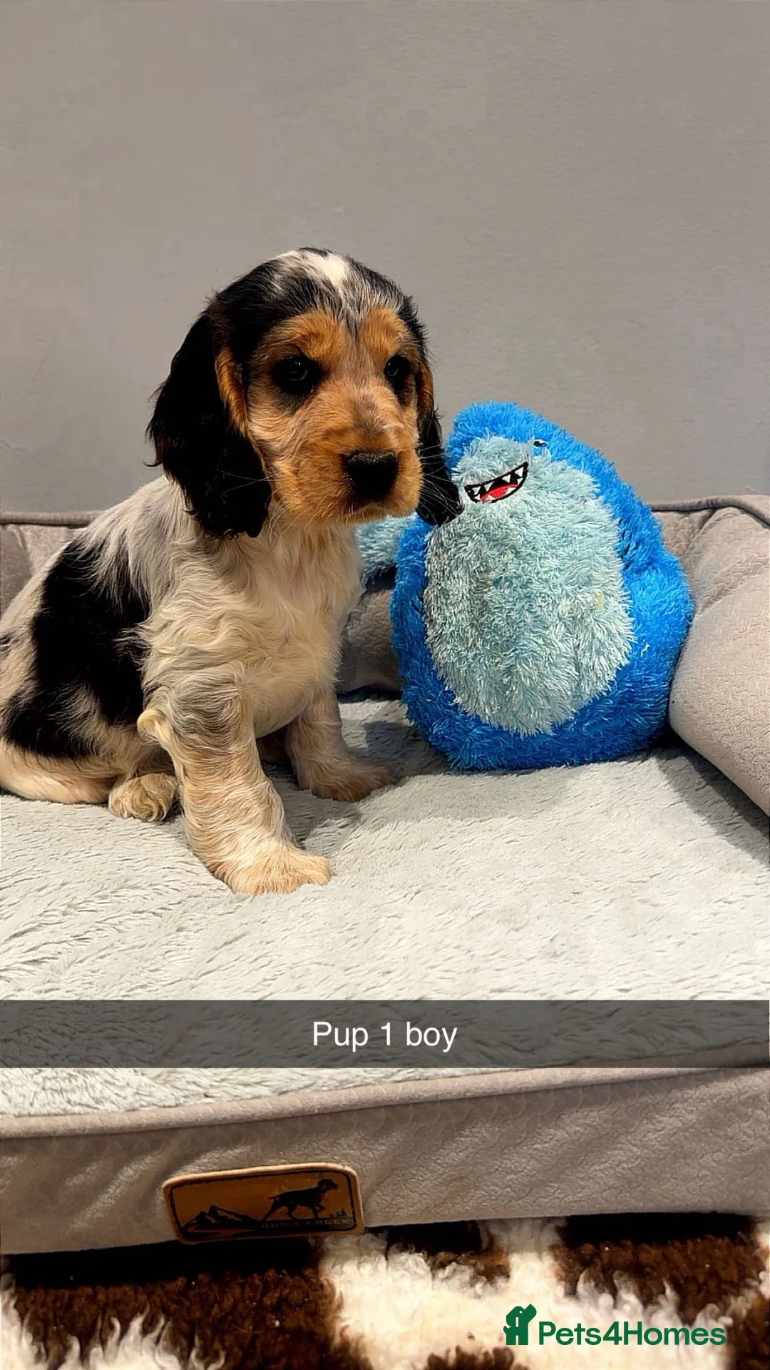 Cocker Spaniel dogs for sale:  READY NOW! Stunning cocker spaniel pups  - Advert 2