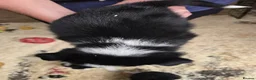Border Collie dogs for sale: Rough coated black and white border collies pups - Advert 3