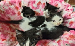 Mixed Breed cats for sale: Black and white kittens - Image 2