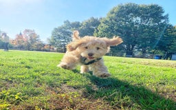 Australian Labradoodle dogs for sale: Rehoming Simba A gorgeous Aussie Labradoodle  - Image 6