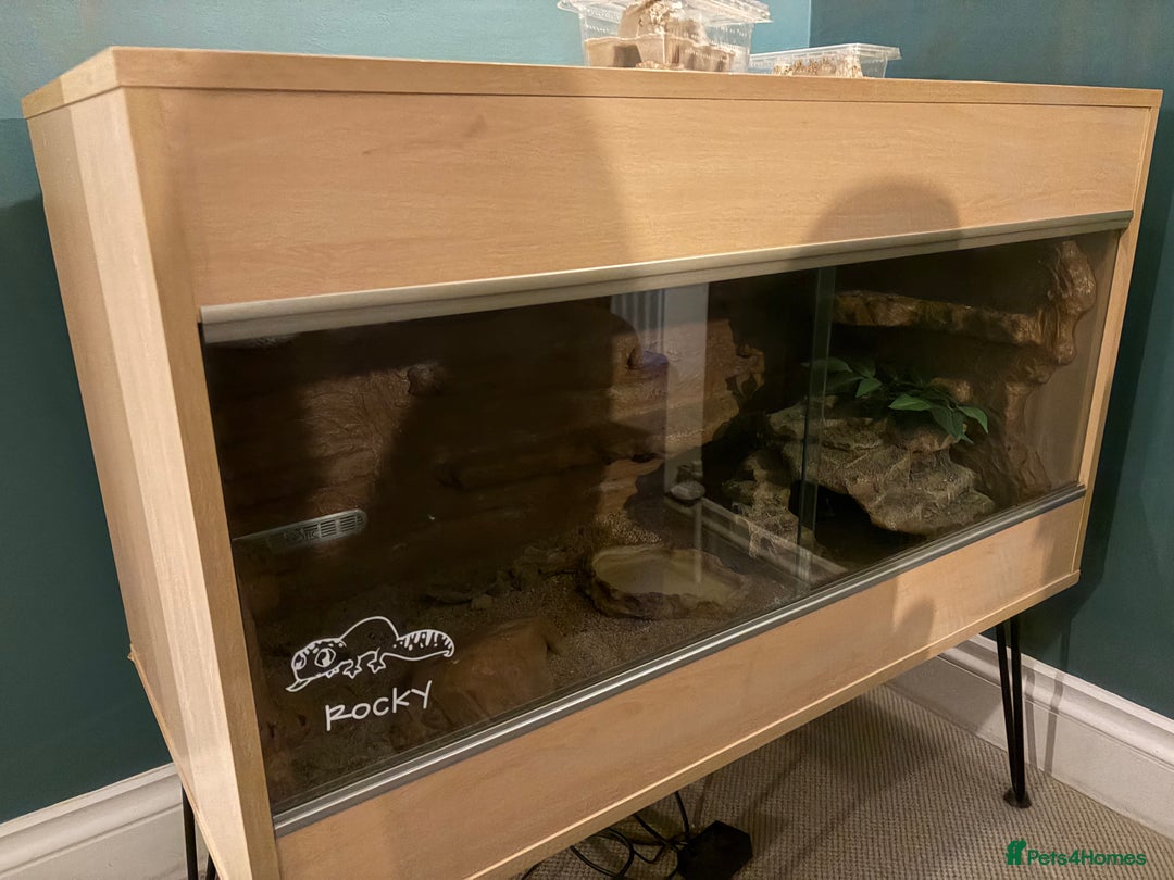 Leopard Gecko reptiles for sale: Leopard Gecko and vivarium - Image 3