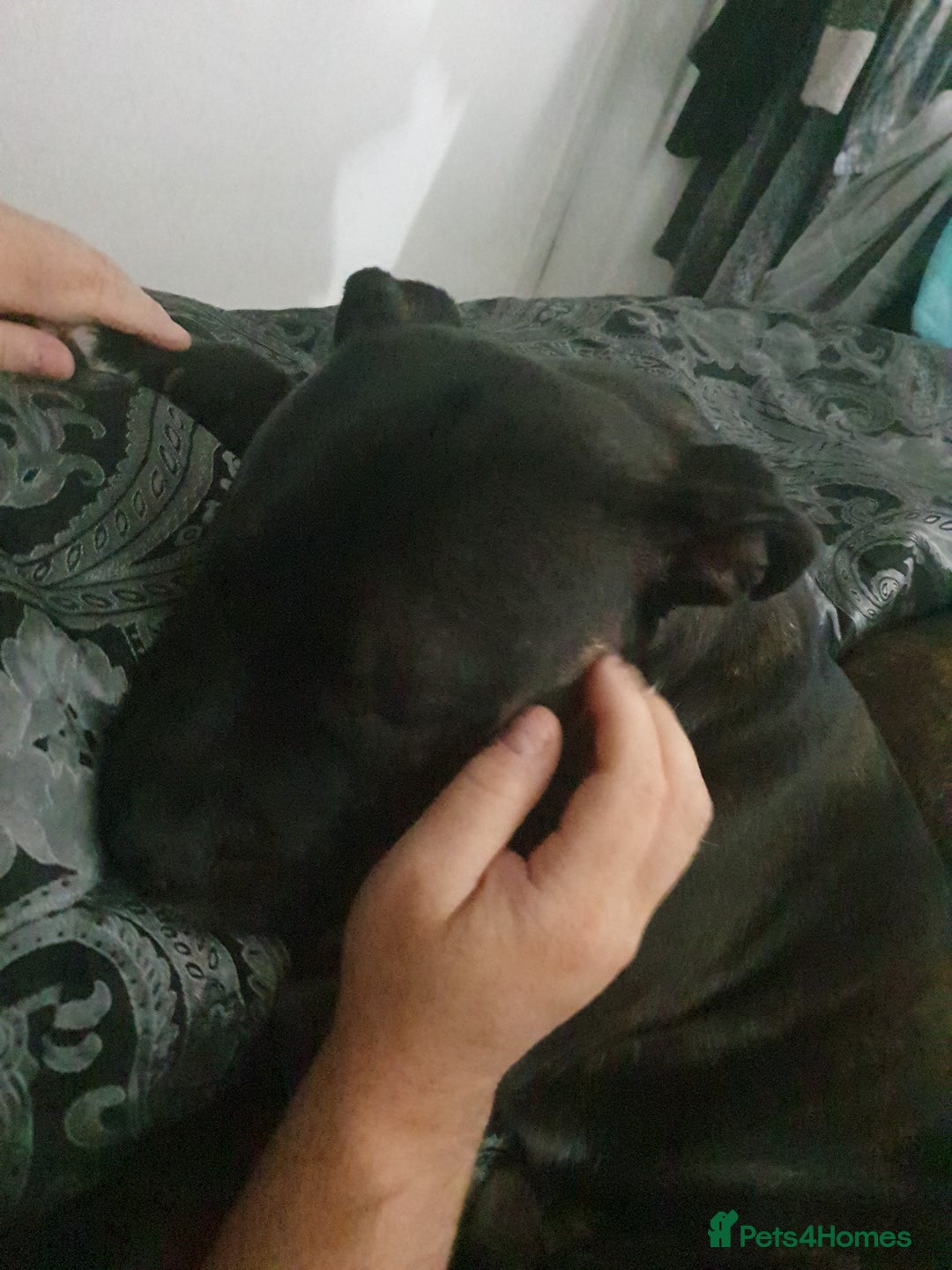 Staffordshire Bull Terrier dogs for sale: Staffordshire Bull Terrior Pups - 9 in total. - Image 3