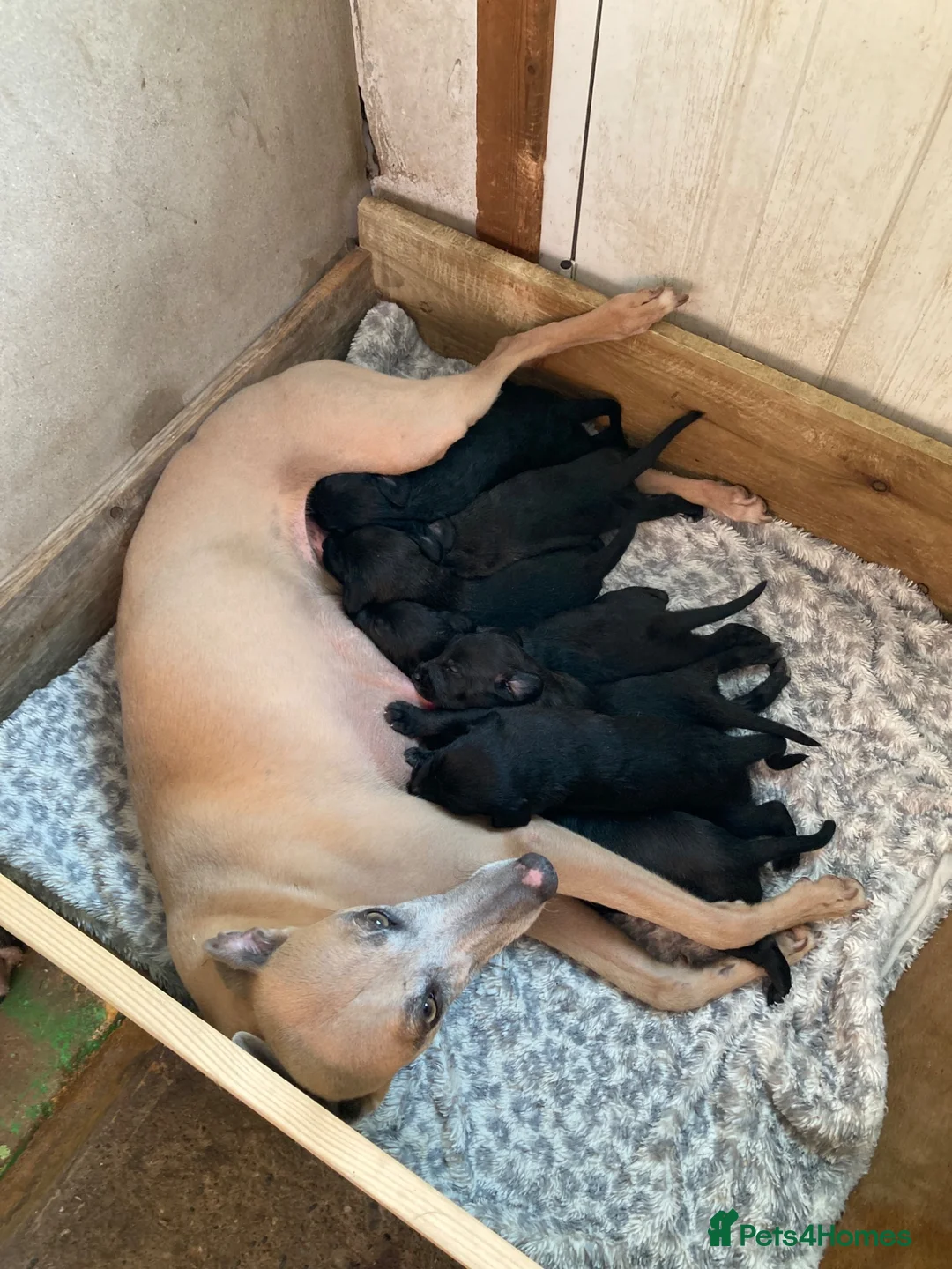 Mixed Breed dogs for sale: Working Bedlington terrier x whippet pups - Advert 1