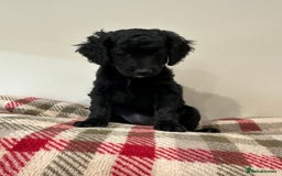 Cockapoo dogs for sale: F2 Cockapoo puppies - Image 3