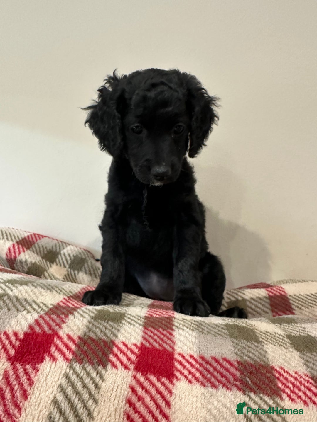 Cockapoo dogs for sale: F2 Cockapoo puppies - Image 3