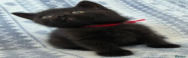 British Shorthair Kitten 6