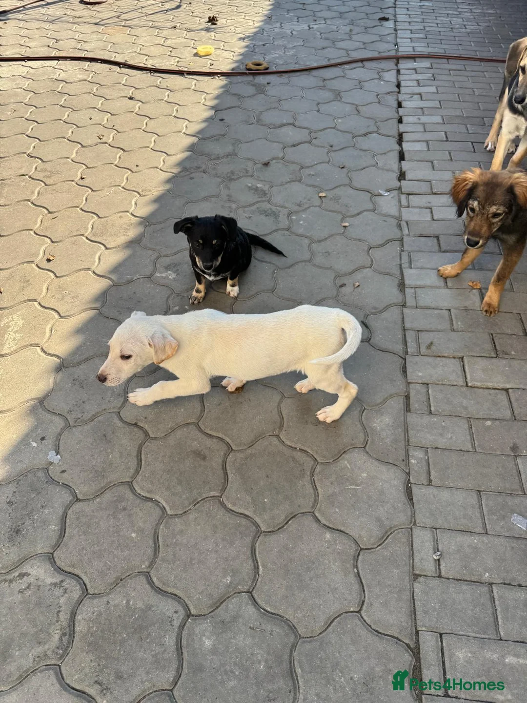 Mixed Breed dogs for adoption: 🐾 JACK – Gentle Soul with the Sweetest Eyes - Advert 6