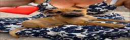 Mixed Breed dogs for sale: American Mali Pups - Advert 1