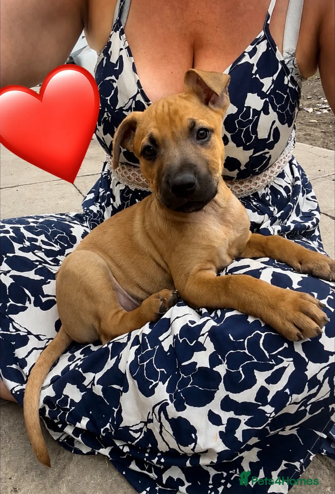 Mixed Breed dogs for sale: American Mali Pups - Advert 1