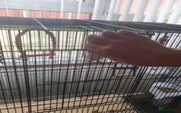 Cockatiels birds for sale: Male cockateil  - Image 4