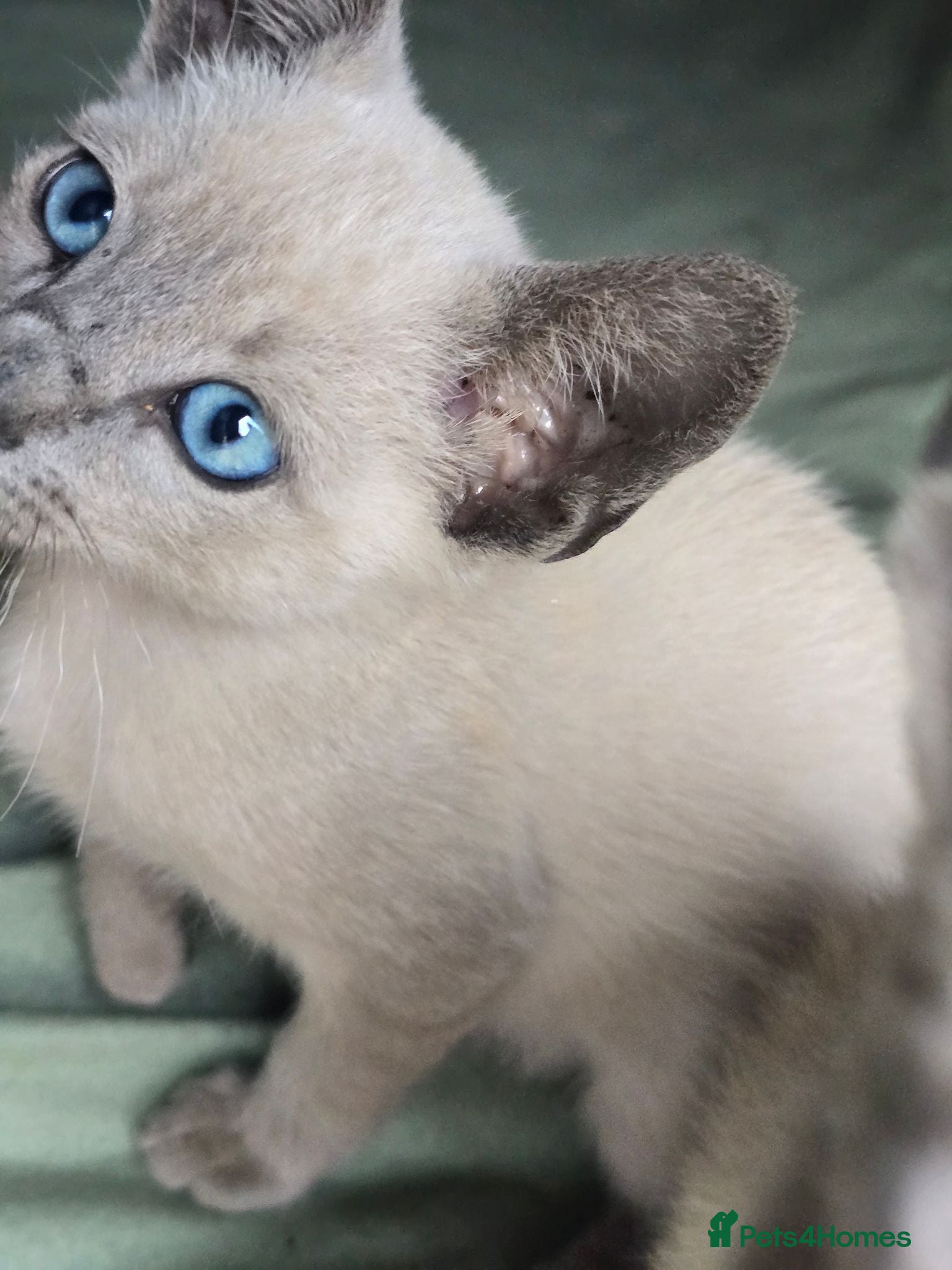 Mixed Breed cats Siamese - Advert 4