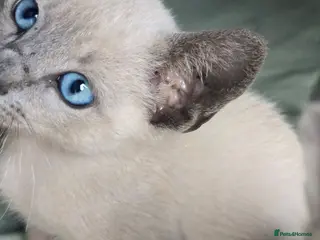Mixed Breed cats Siamese - Advert 4