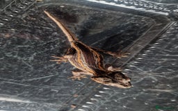 Gecko reptiles for sale: Juvenile Gargoyle Geckos - Image 3