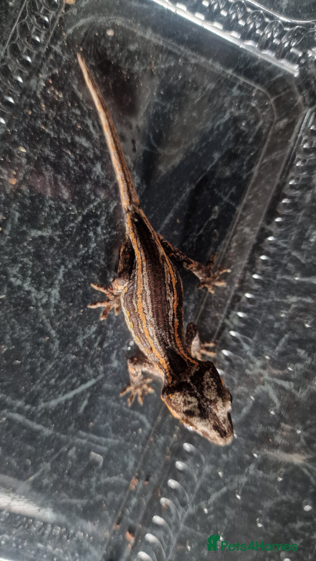 Gecko reptiles for sale: Juvenile Gargoyle Geckos - Image 3