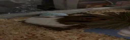 Hamster rodents for sale: Syrian Hamster  in Greenford - Advert 5