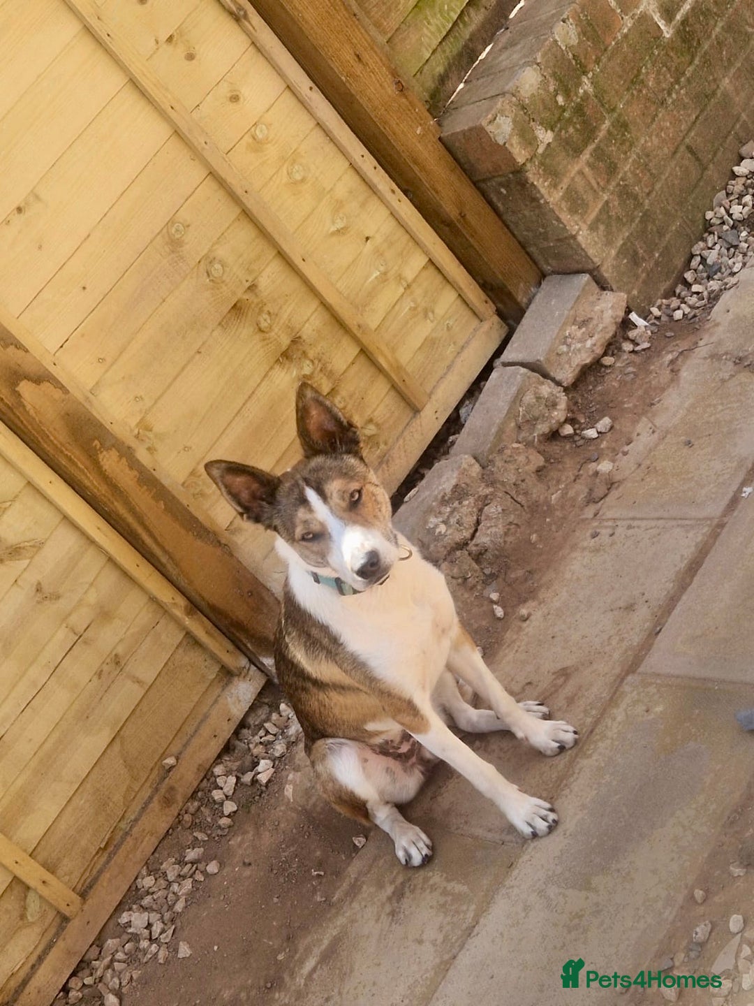 Mixed Breed dogs for sale: Beautiful Mixed breed female  - Advert 9