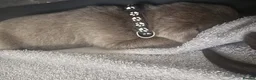 Labrador Retriever dogs for sale: ️Beautiful Labrador Retriever Puppies Silver/Choco - Advert 15
