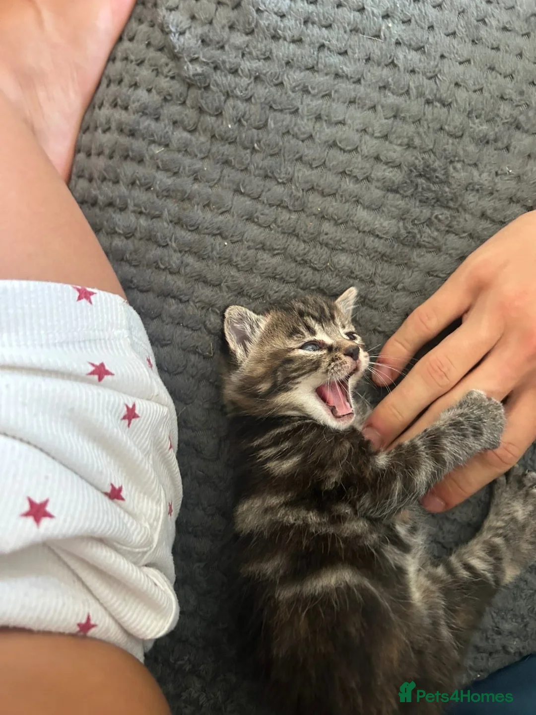Mixed Breed cats for sale: Kitten  - Advert 2