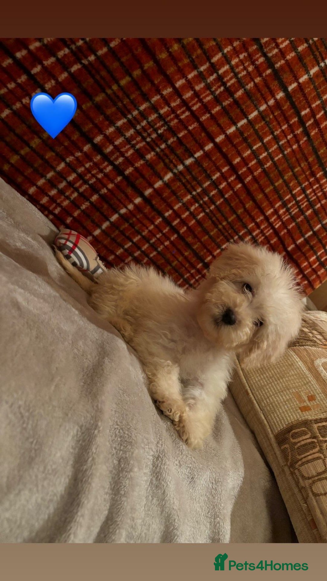 Cockapoo dogs for sale: Cockapoos 5 beautiful puppies  - Advert 5