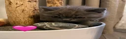 British Shorthair cats for sale: Fluffy British Shorthair kittens in Scunthorpe - Advert 3