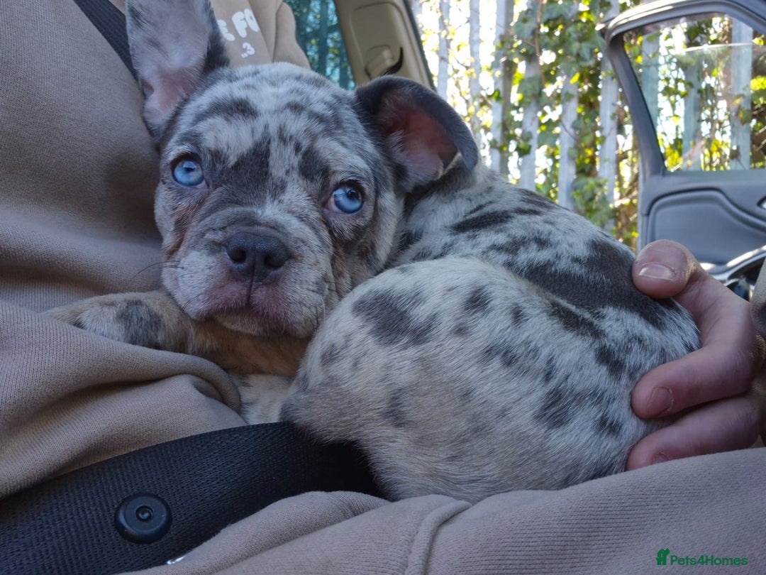 French Bulldog dogs for sale: French bulldog  - Image 3