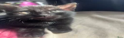 Mixed Breed cats for sale: 6 playful kittens for sale  - Advert 11