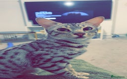 Savannah cats for sale: Saphire - Image 3