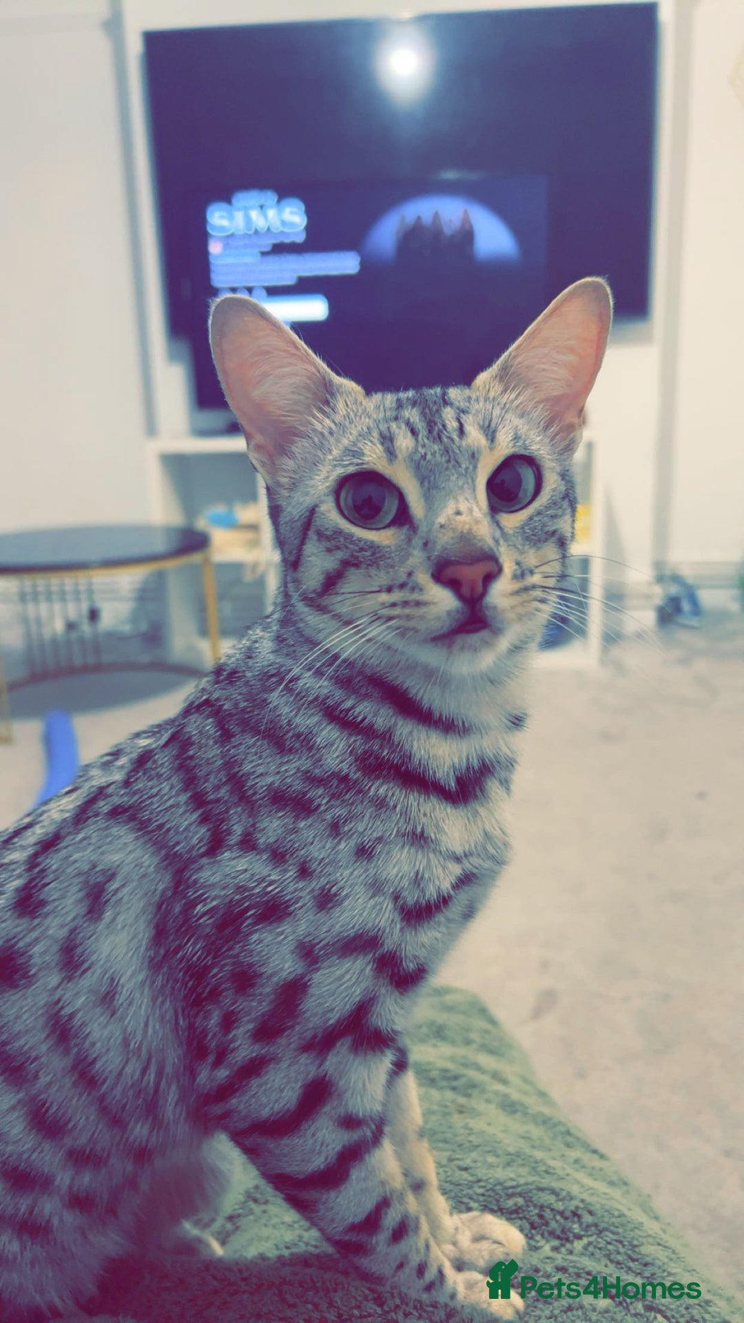 Savannah cats for sale: Saphire - Image 3
