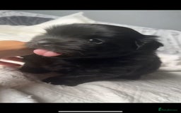 Shih Tzu dogs for sale: Bear 🐻  - Image 7