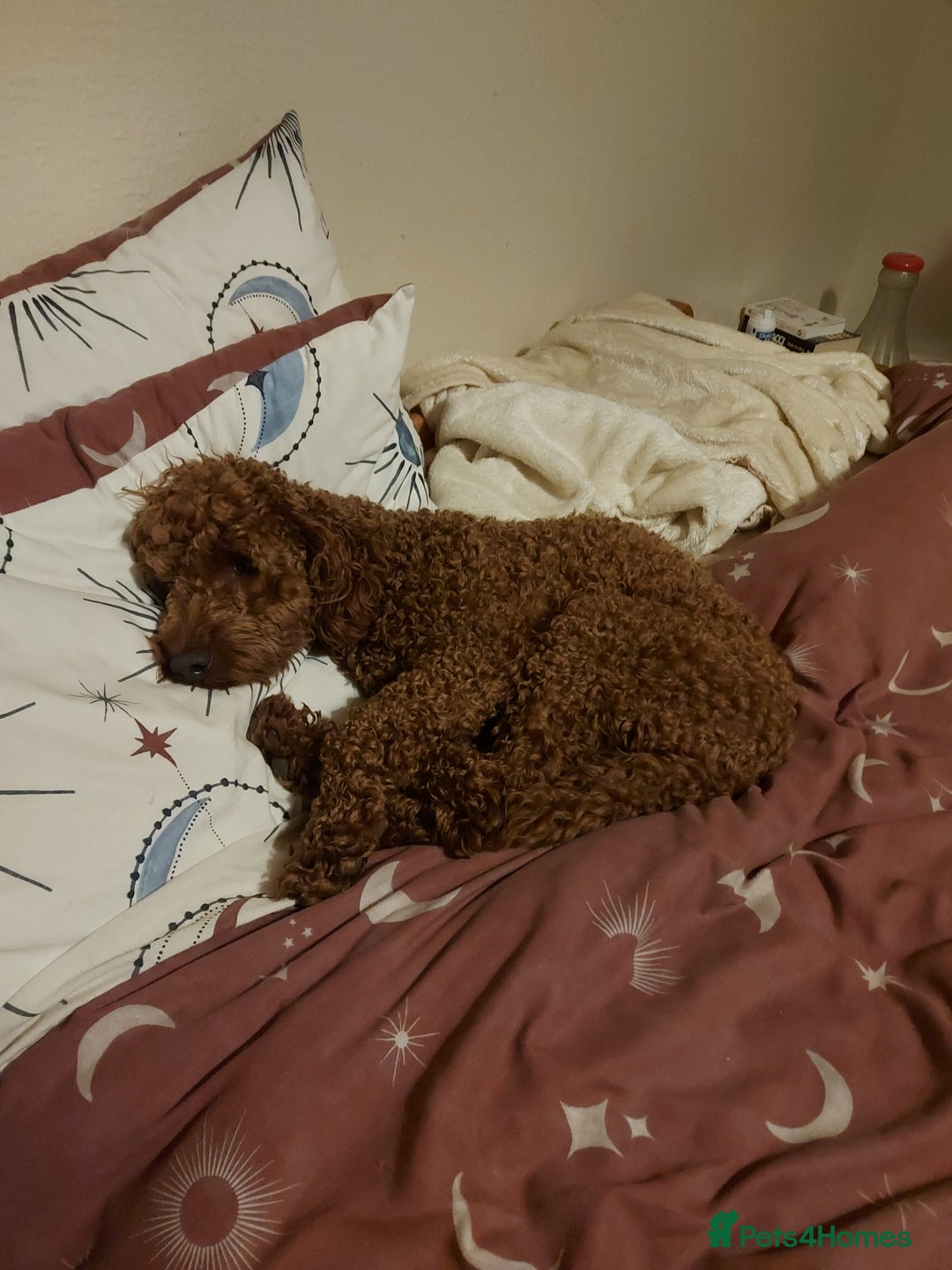 Miniature Poodle dogs for stud: OUR BARRY-KC REGISTERED MINIATURE POODLE FOR STUD in Preston - Advert 11