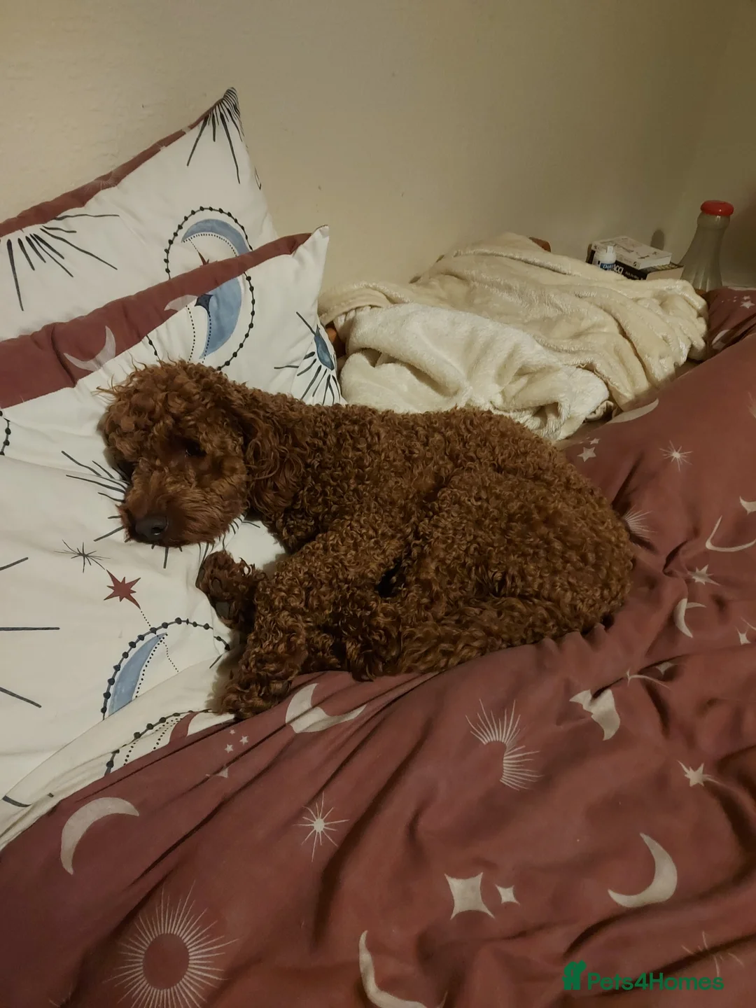 Miniature Poodle dogs for stud: OUR BARRY-KC REGISTERED MINIATURE POODLE FOR STUD in Preston - Advert 11