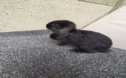 Mini Lop rabbits for sale: Baby lops, only 2 black ones left - Image 2