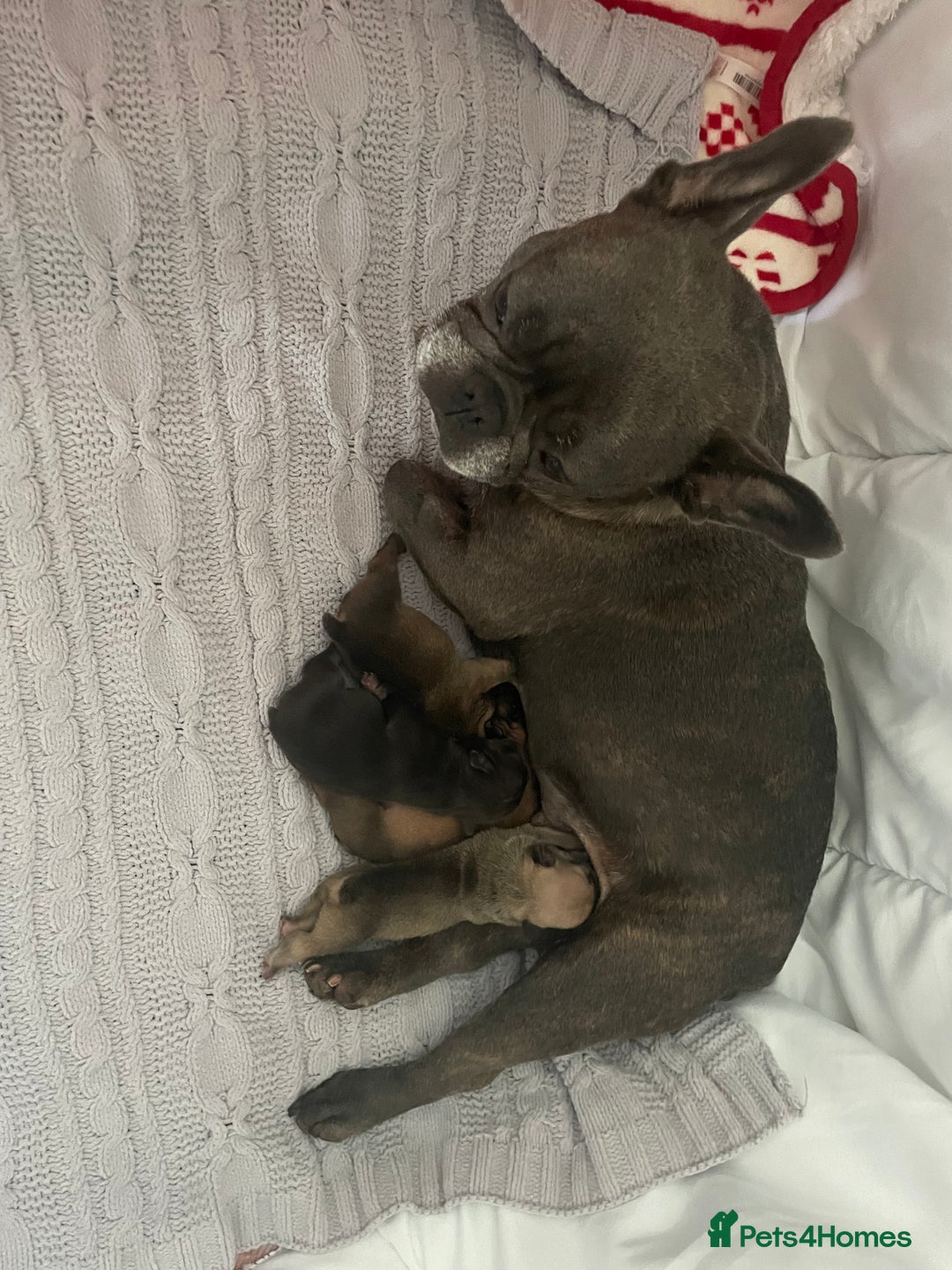 French Bulldog dogs for sale: French bull dog puppies  - Image 6