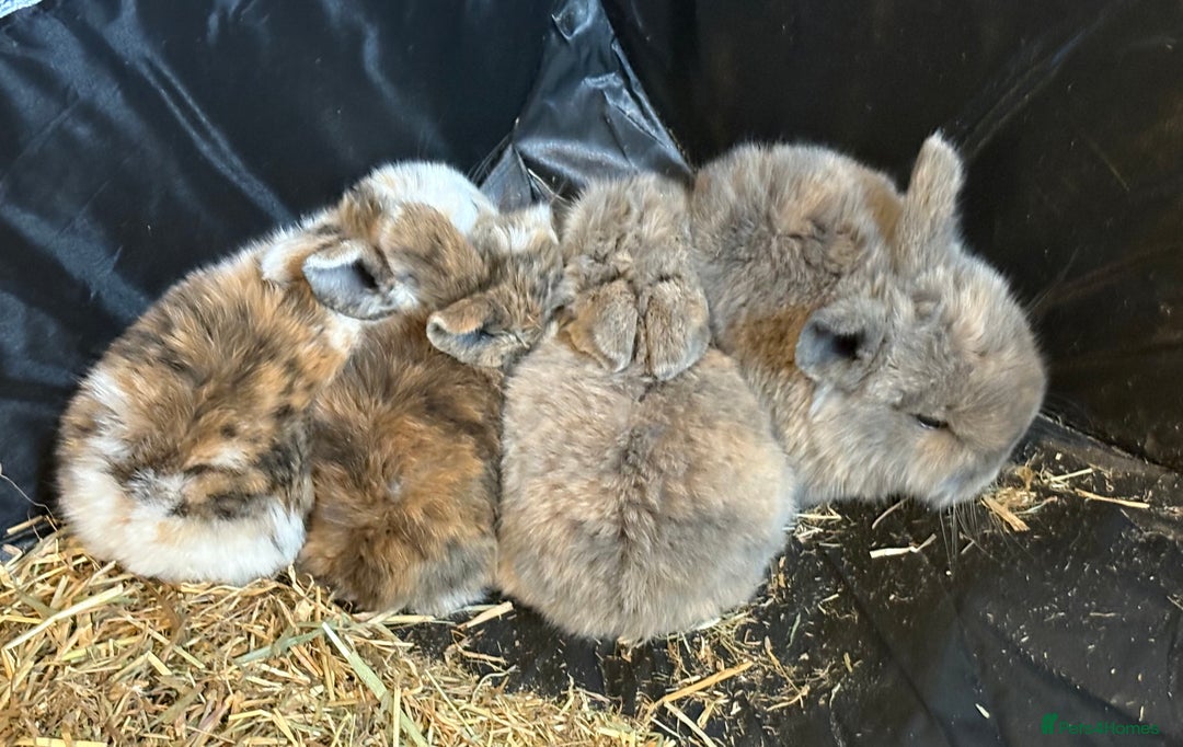 Mini Lop rabbits for sale: Pure Bred Mini Lop babies - Advert 40
