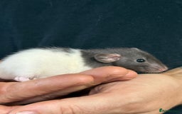 Rat rodents for sale: Gorgeous Dumbo Rex boys and girls. Babies.  - Image 5