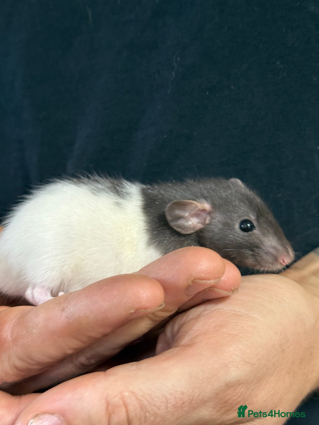 Rat rodents for sale: Gorgeous Dumbo Rex boys and girls. Babies.  - Image 5