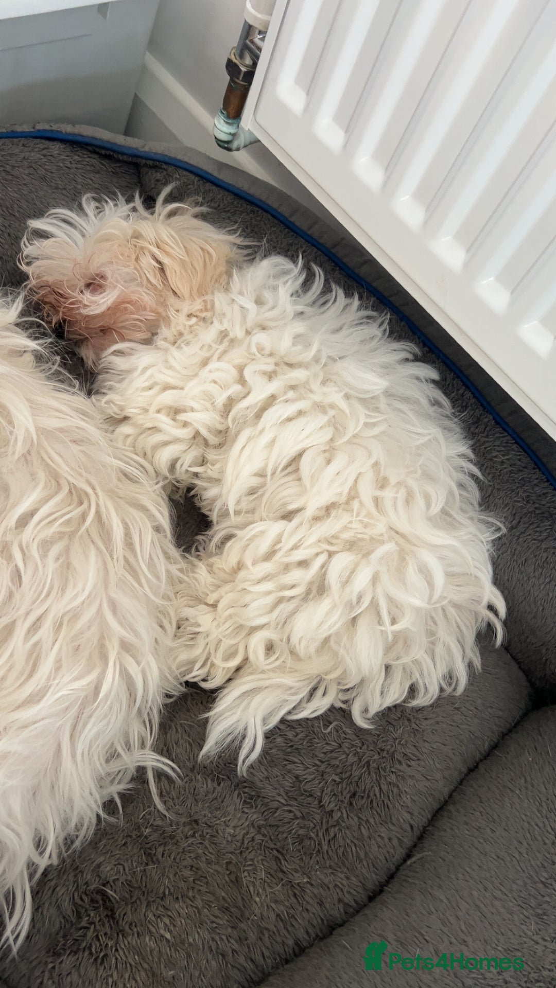 Maltese dogs for sale: 1 puppy back up for sale because of time wasting  - Image 15